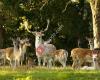 Wildpark Schloss Ortenburg