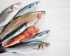 „Wolga-Food“   Fisch- & Fleischgroßhandel